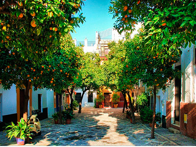 Seville orange trees on the street.
