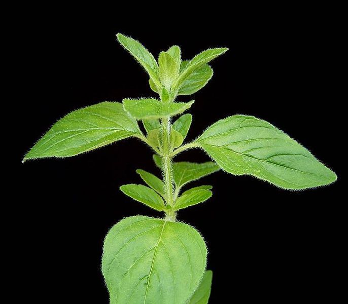 Oregano plant (origanum vulgare)