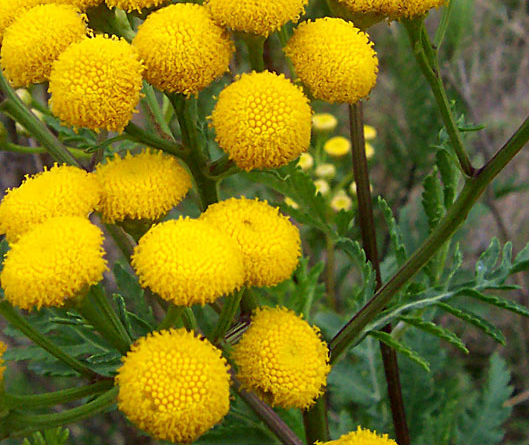 Detail of tansy flowers.