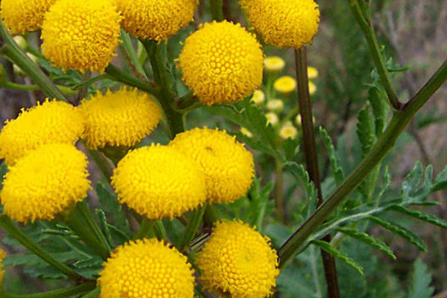 Detail of tansy flowers.