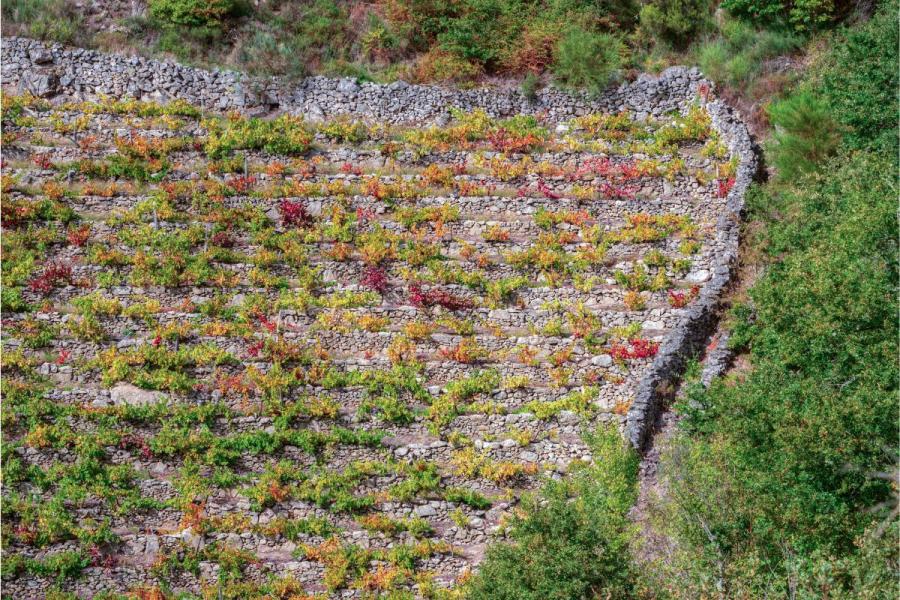 View of a Mencía grape vineyard in Sober, Ribeira Sacra, Galicia, Spain.