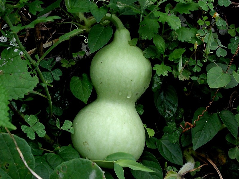 Bottle gourd.