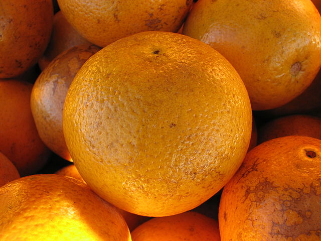 Florida navel oranges.