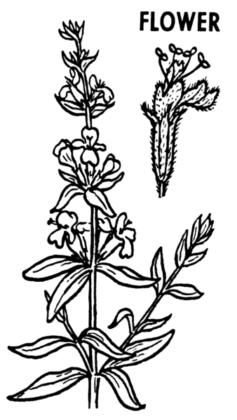 Sketch of aromatic herb hyssop.