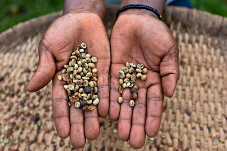 Freshly harvested coffee beans in Uganda.