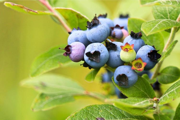 Wild blueberries on the plant.