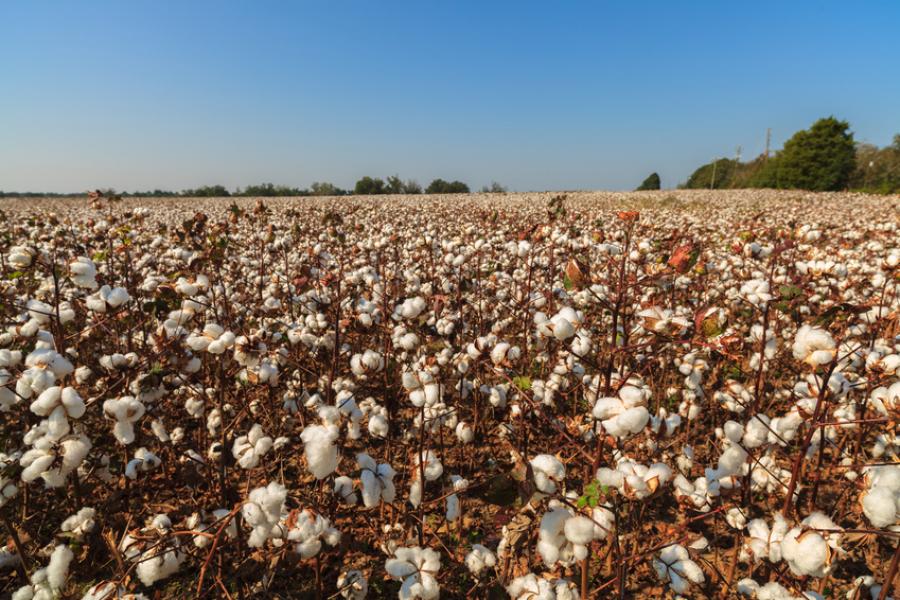 Cotton field in Alabama.