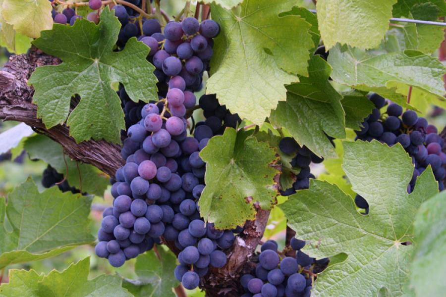 Pruple grapes from Oregon.