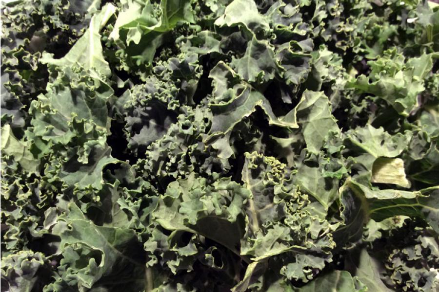 Detail of curly kale.