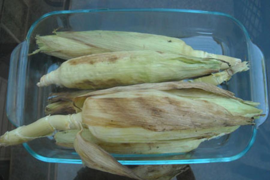 Detail of two roasted cobs of corn.